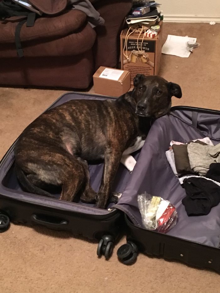 Hey Pandas, Share The Most Unflattering Pics Of Your Pets! Hey Pandas, Share The Most Unflattering Pics Of Your Pets!