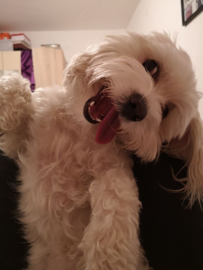 Hey Pandas, Share The Most Unflattering Pics Of Your Pets! Hey Pandas, Share The Most Unflattering Pics Of Your Pets!