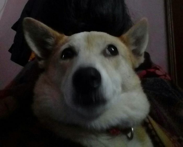 Hey Pandas, Share The Most Unflattering Pics Of Your Pets! Hey Pandas, Share The Most Unflattering Pics Of Your Pets!