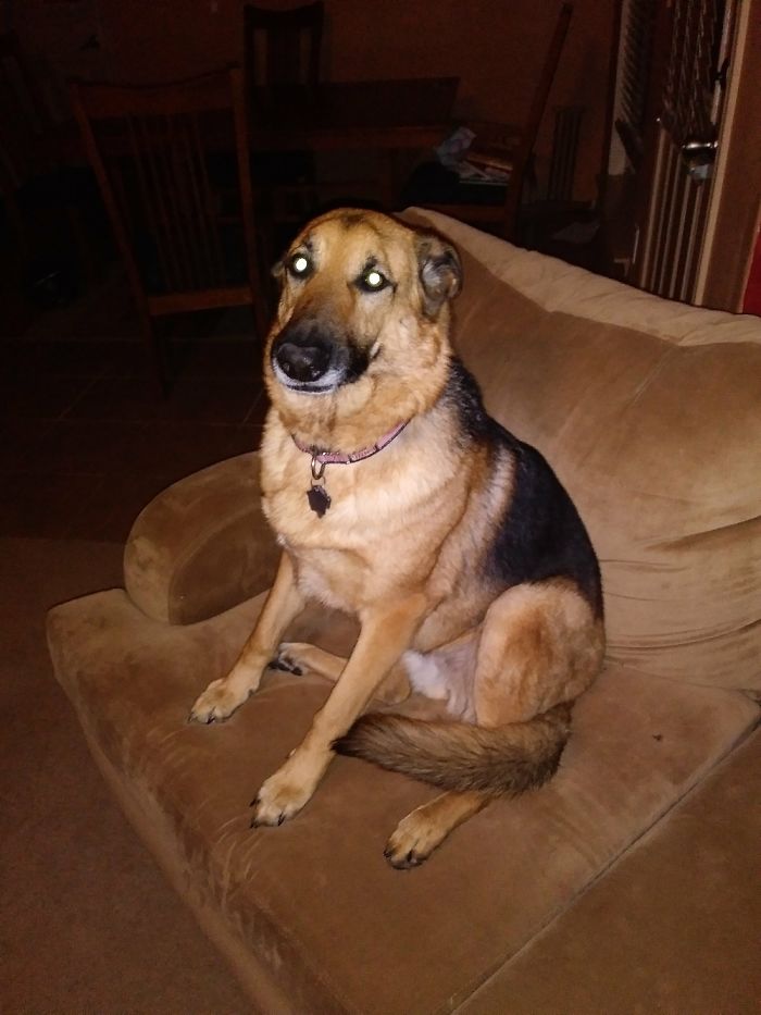 Hey Pandas, Share The Most Unflattering Pics Of Your Pets! Hey Pandas, Share The Most Unflattering Pics Of Your Pets!