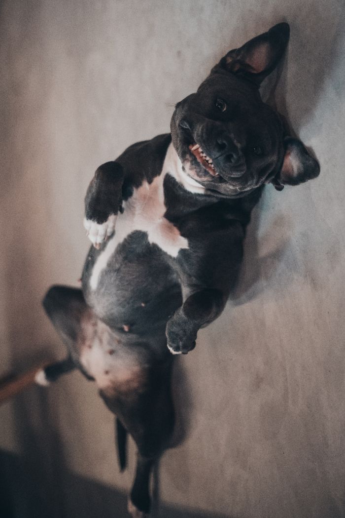 Hey Pandas, Share The Most Unflattering Pics Of Your Pets! Hey Pandas, Share The Most Unflattering Pics Of Your Pets!