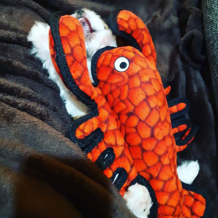 Hey Pandas, Share The Most Unflattering Pics Of Your Pets! Hey Pandas, Share The Most Unflattering Pics Of Your Pets!