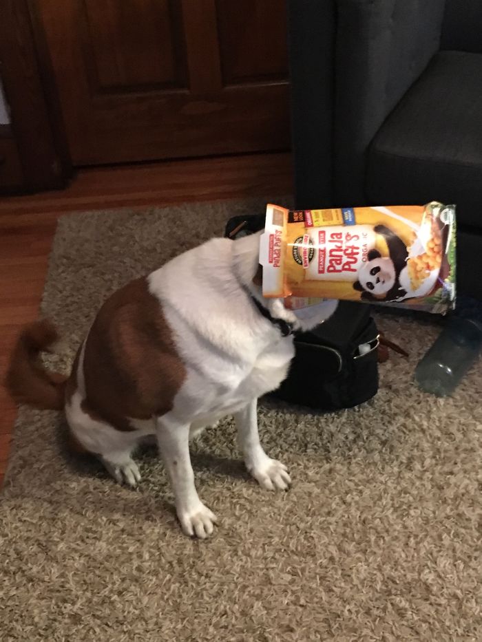 Hey Pandas, Share The Most Unflattering Pics Of Your Pets! Hey Pandas, Share The Most Unflattering Pics Of Your Pets!