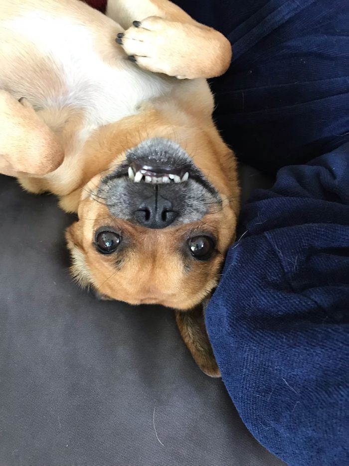 Hey Pandas, Share The Most Unflattering Pics Of Your Pets! Hey Pandas, Share The Most Unflattering Pics Of Your Pets!