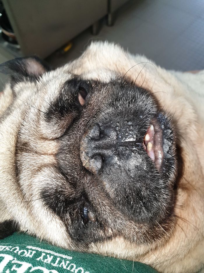 Hey Pandas, Share The Most Unflattering Pics Of Your Pets! Hey Pandas, Share The Most Unflattering Pics Of Your Pets!