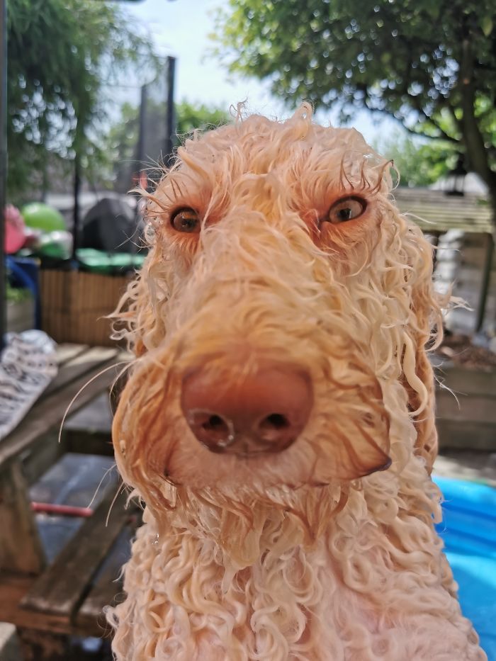 Hey Pandas, Share The Most Unflattering Pics Of Your Pets! Hey Pandas, Share The Most Unflattering Pics Of Your Pets!