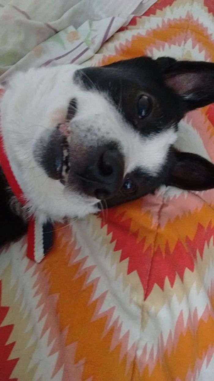 Hey Pandas, Share The Most Unflattering Pics Of Your Pets! Hey Pandas, Share The Most Unflattering Pics Of Your Pets!