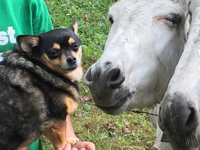 Hey Pandas, Share The Most Unflattering Pics Of Your Pets! Hey Pandas, Share The Most Unflattering Pics Of Your Pets!