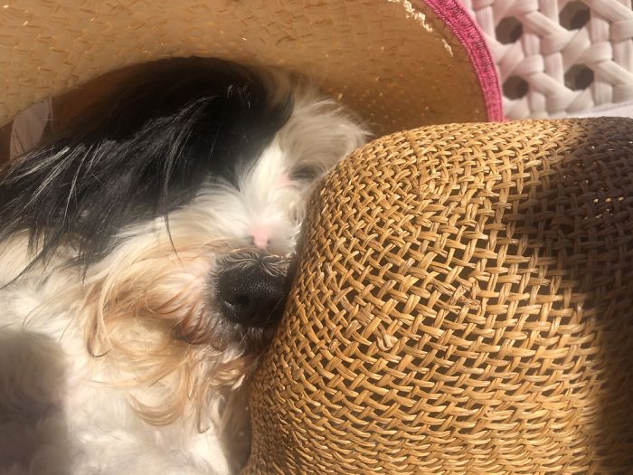 Hey Pandas, Share The Most Unflattering Pics Of Your Pets! Hey Pandas, Share The Most Unflattering Pics Of Your Pets!