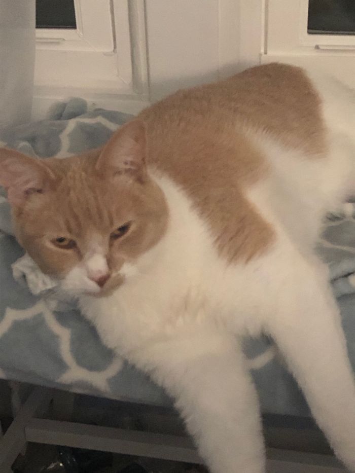 Hey Pandas, Share The Most Unflattering Pics Of Your Pets! Hey Pandas, Share The Most Unflattering Pics Of Your Pets!