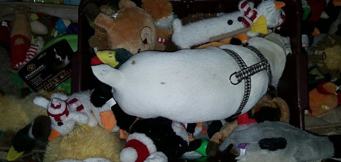 Hey Pandas, Share The Most Unflattering Pics Of Your Pets! Hey Pandas, Share The Most Unflattering Pics Of Your Pets!