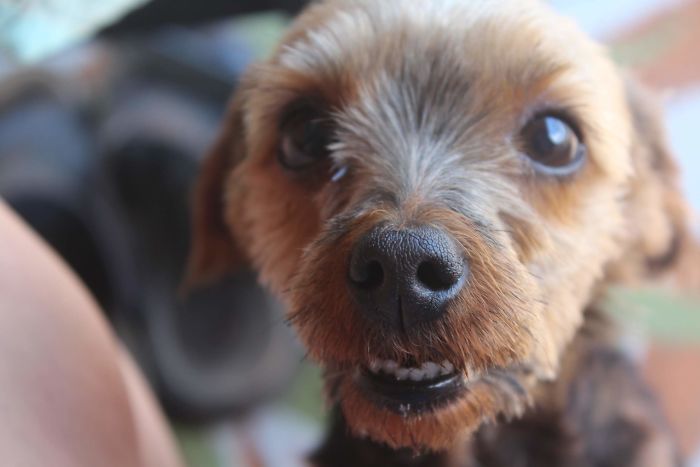 Hey Pandas, Share The Most Unflattering Pics Of Your Pets! Hey Pandas, Share The Most Unflattering Pics Of Your Pets!