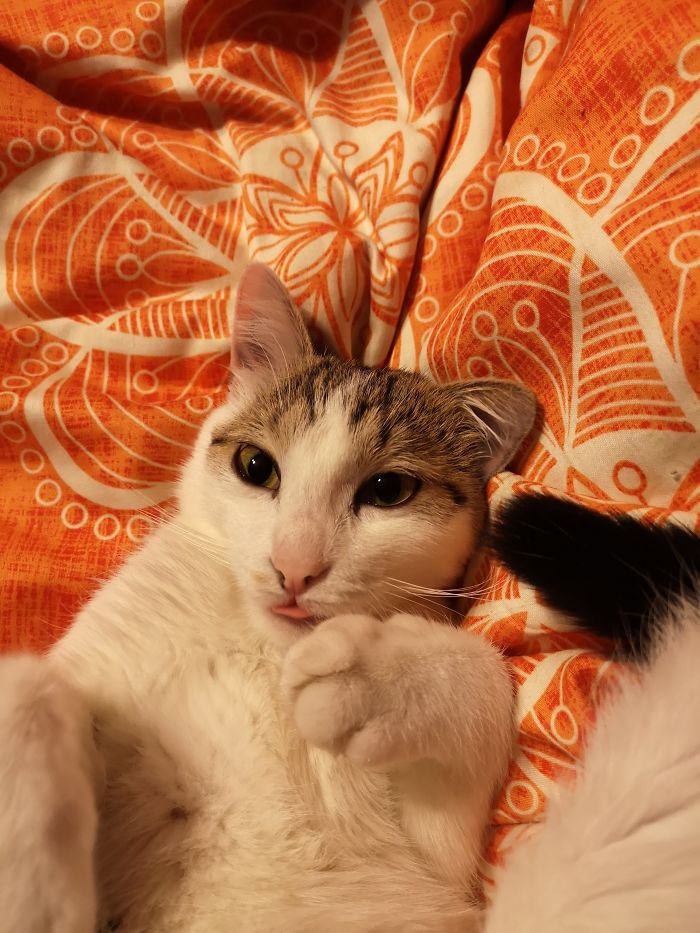 Hey Pandas, Share The Most Unflattering Pics Of Your Pets! Hey Pandas, Share The Most Unflattering Pics Of Your Pets!