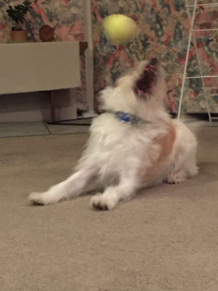 Hey Pandas, Share The Most Unflattering Pics Of Your Pets! Hey Pandas, Share The Most Unflattering Pics Of Your Pets!