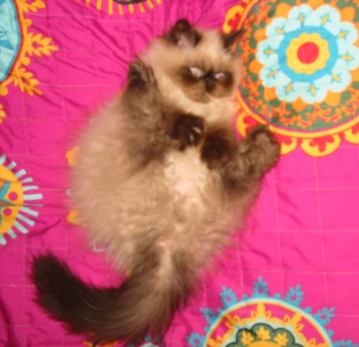 Hey Pandas, Share The Most Unflattering Pics Of Your Pets! Hey Pandas, Share The Most Unflattering Pics Of Your Pets!