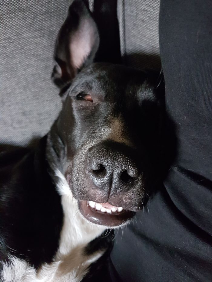 Hey Pandas, Share The Most Unflattering Pics Of Your Pets! Hey Pandas, Share The Most Unflattering Pics Of Your Pets!