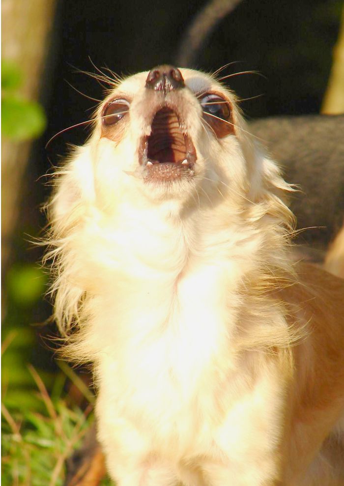 Hey Pandas, Share The Most Unflattering Pics Of Your Pets! Hey Pandas, Share The Most Unflattering Pics Of Your Pets!