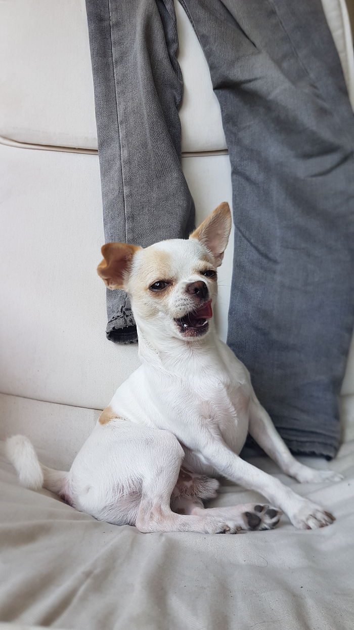 Hey Pandas, Share The Most Unflattering Pics Of Your Pets! Hey Pandas, Share The Most Unflattering Pics Of Your Pets!