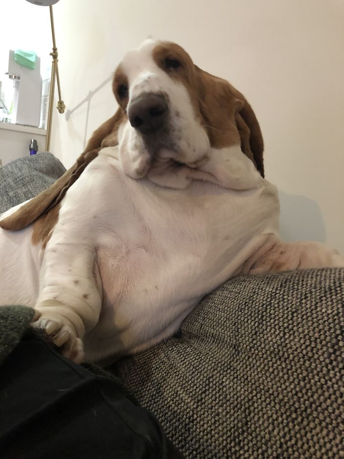 Hey Pandas, Share The Most Unflattering Pics Of Your Pets! Hey Pandas, Share The Most Unflattering Pics Of Your Pets!