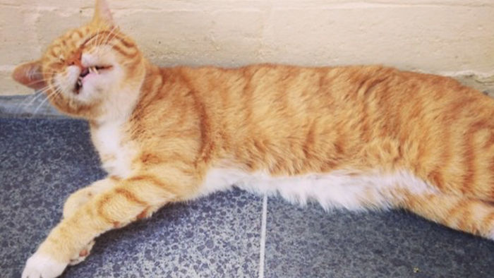 Hey Pandas, Share The Most Unflattering Pics Of Your Pets! Hey Pandas, Share The Most Unflattering Pics Of Your Pets!