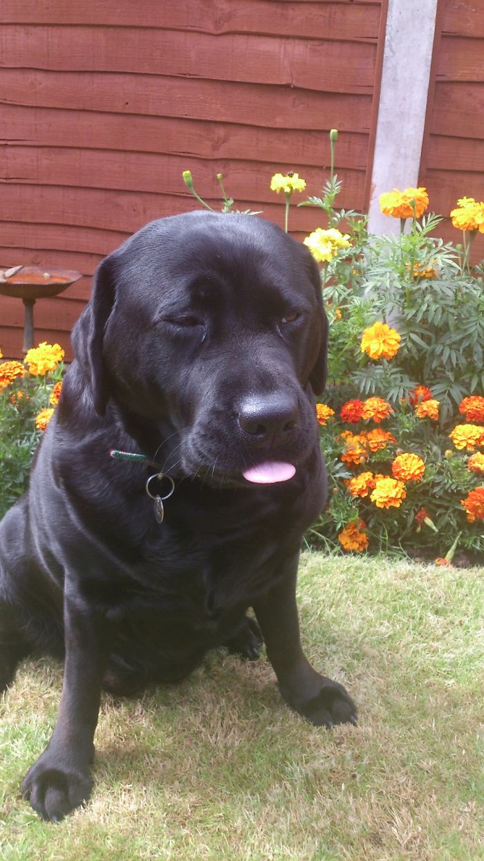 Hey Pandas, Share The Most Unflattering Pics Of Your Pets! Hey Pandas, Share The Most Unflattering Pics Of Your Pets!