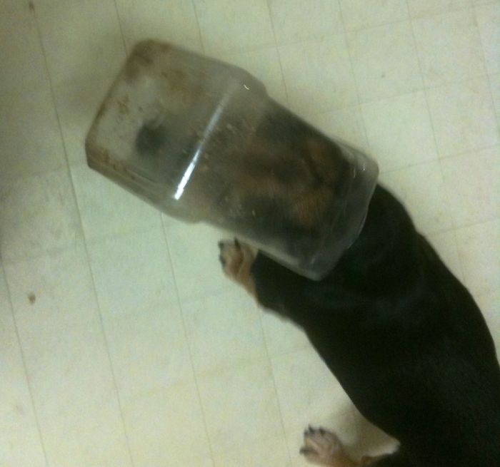 Hey Pandas, Share The Most Unflattering Pics Of Your Pets! Hey Pandas, Share The Most Unflattering Pics Of Your Pets!