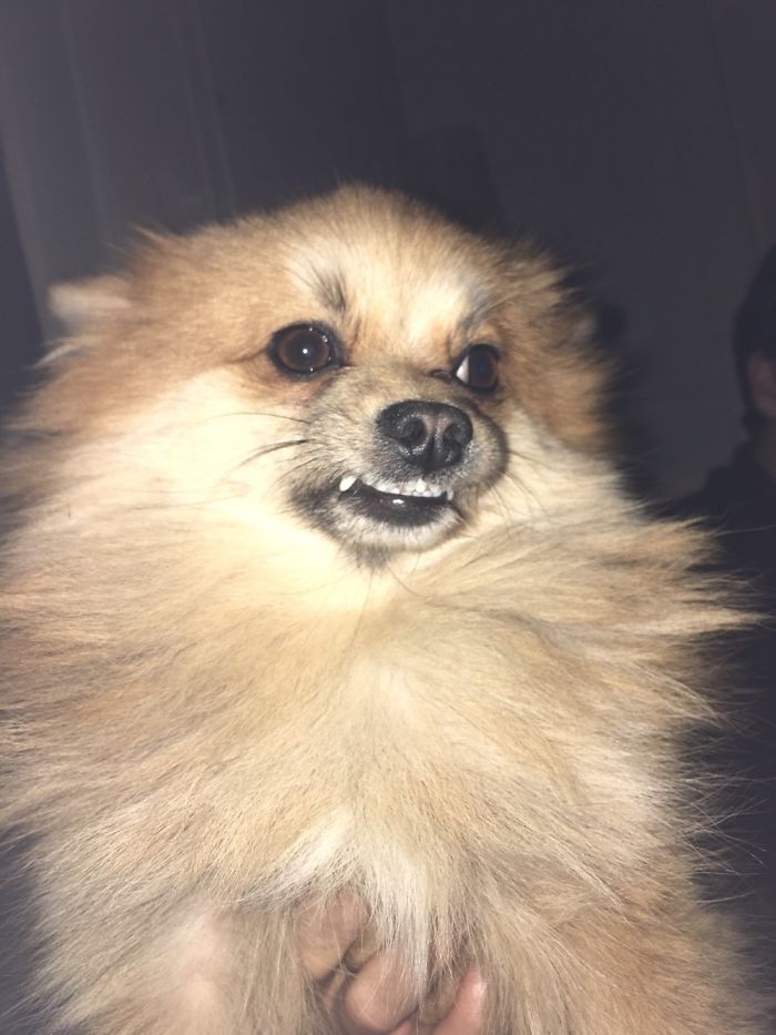 Hey Pandas, Share The Most Unflattering Pics Of Your Pets! Hey Pandas, Share The Most Unflattering Pics Of Your Pets!