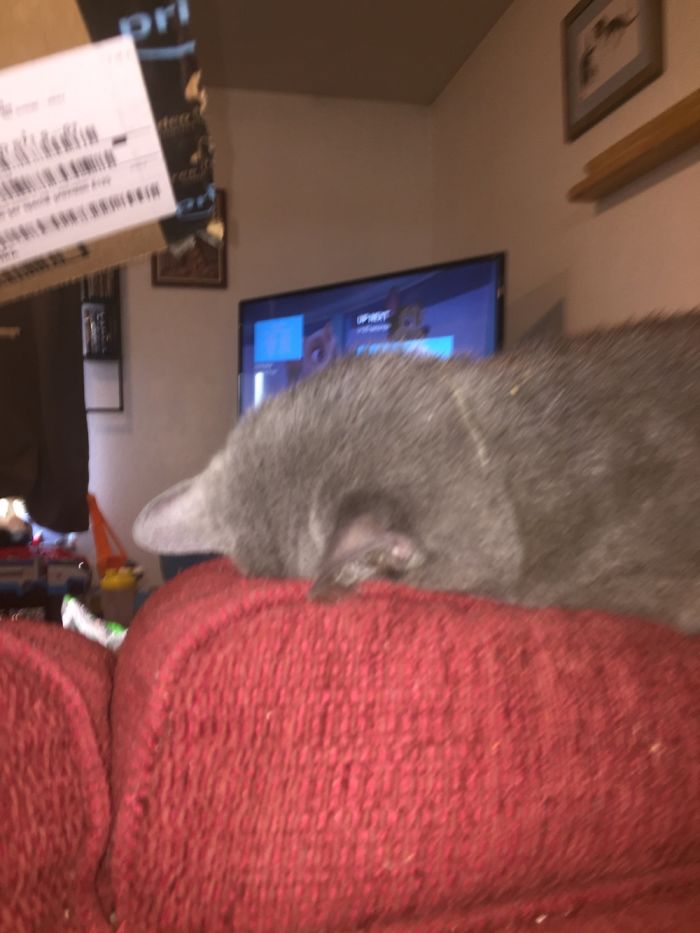 Hey Pandas, Share The Most Unflattering Pics Of Your Pets! Hey Pandas, Share The Most Unflattering Pics Of Your Pets!