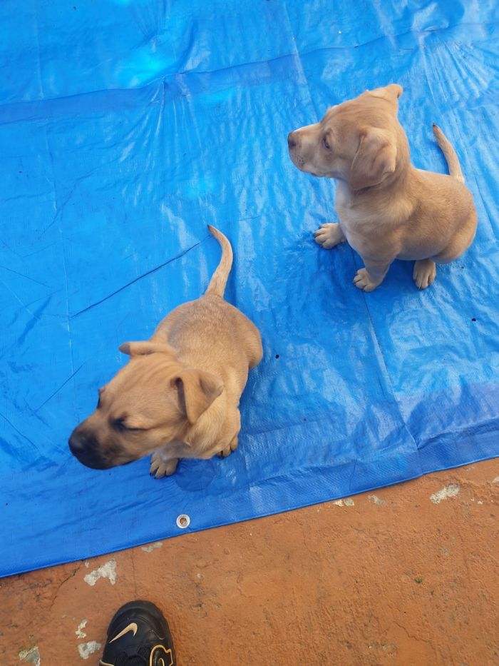 Hey Pandas, Share The Most Unflattering Pics Of Your Pets! Hey Pandas, Share The Most Unflattering Pics Of Your Pets!