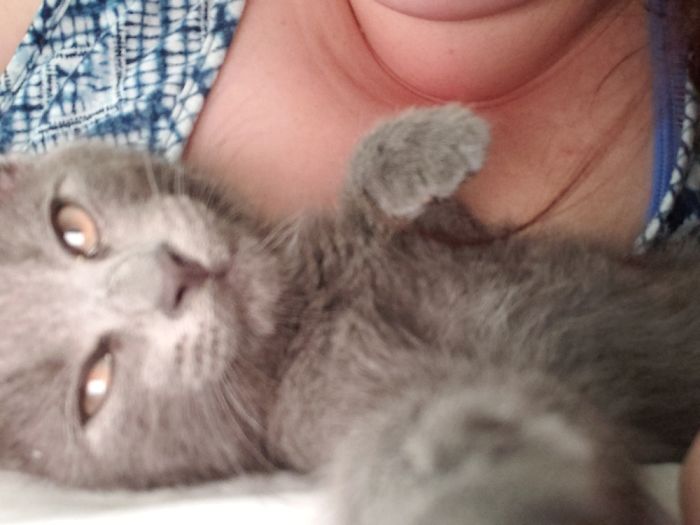 Hey Pandas, Share The Most Unflattering Pics Of Your Pets! Hey Pandas, Share The Most Unflattering Pics Of Your Pets!