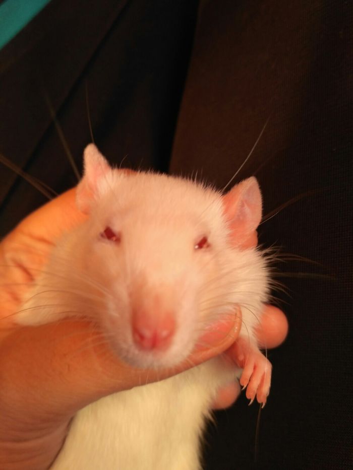 Hey Pandas, Share The Most Unflattering Pics Of Your Pets! Hey Pandas, Share The Most Unflattering Pics Of Your Pets!