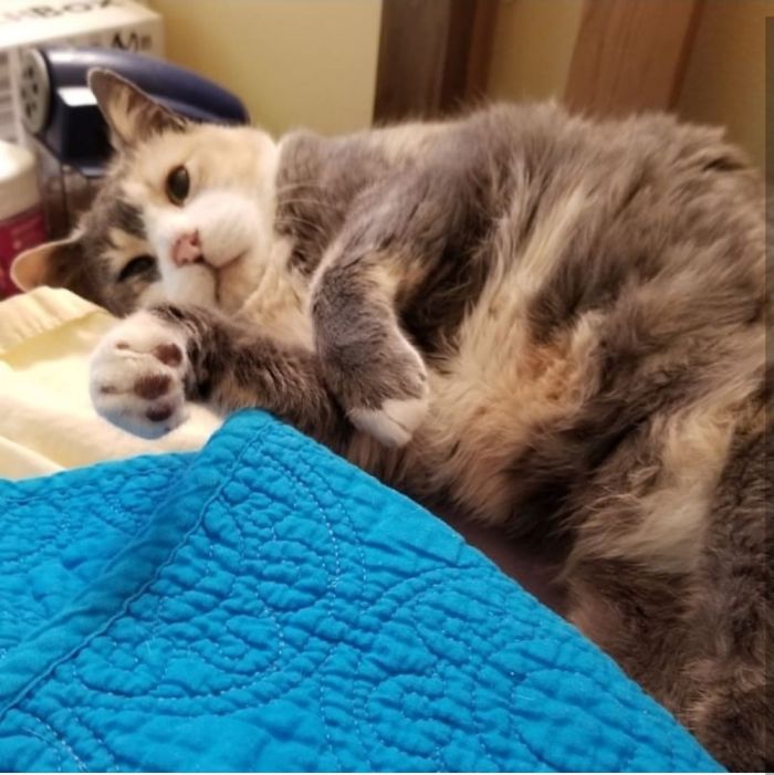 Hey Pandas, Share The Most Unflattering Pics Of Your Pets! Hey Pandas, Share The Most Unflattering Pics Of Your Pets!