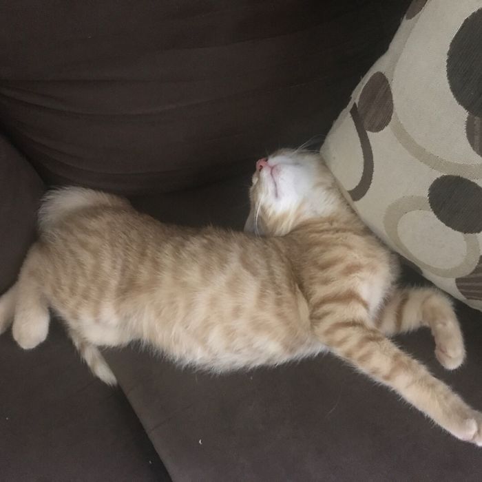 Hey Pandas, Share The Most Unflattering Pics Of Your Pets! Hey Pandas, Share The Most Unflattering Pics Of Your Pets!