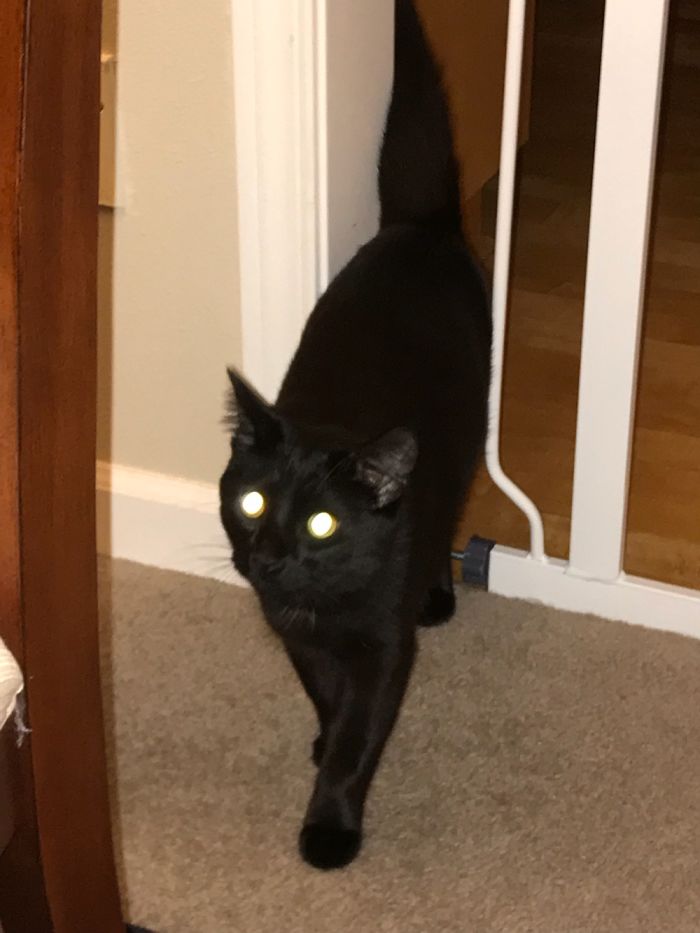 Hey Pandas, Share The Most Unflattering Pics Of Your Pets! Hey Pandas, Share The Most Unflattering Pics Of Your Pets!