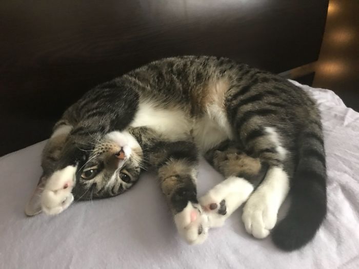 Hey Pandas, Share The Most Unflattering Pics Of Your Pets! Hey Pandas, Share The Most Unflattering Pics Of Your Pets!