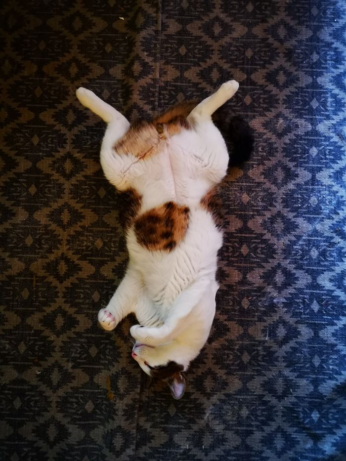 Hey Pandas, Share The Most Unflattering Pics Of Your Pets! Hey Pandas, Share The Most Unflattering Pics Of Your Pets!