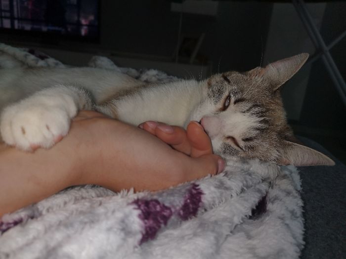 Hey Pandas, Share The Most Unflattering Pics Of Your Pets! Hey Pandas, Share The Most Unflattering Pics Of Your Pets!