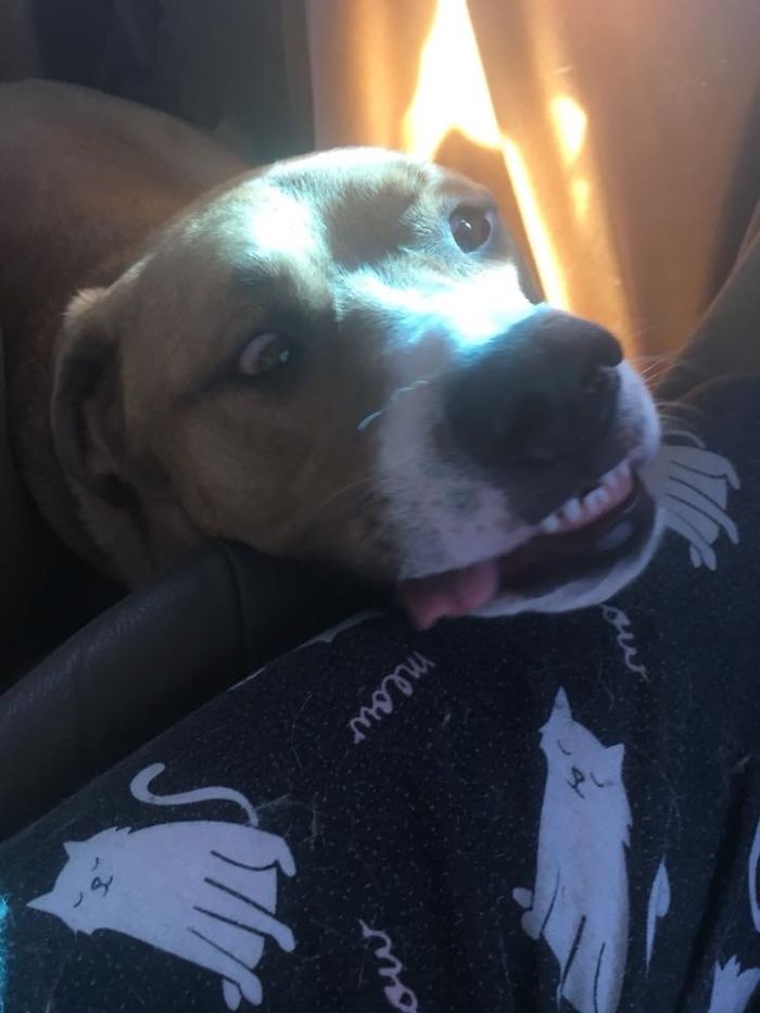 Hey Pandas, Share The Most Unflattering Pics Of Your Pets! Hey Pandas, Share The Most Unflattering Pics Of Your Pets!