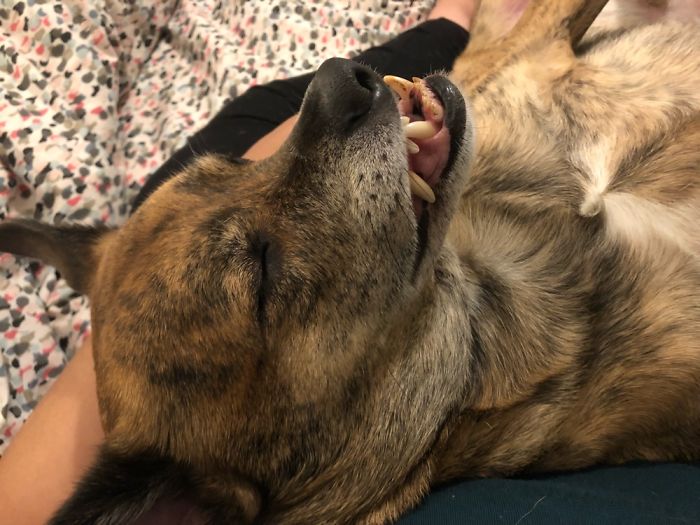 Hey Pandas, Share The Most Unflattering Pics Of Your Pets! Hey Pandas, Share The Most Unflattering Pics Of Your Pets!