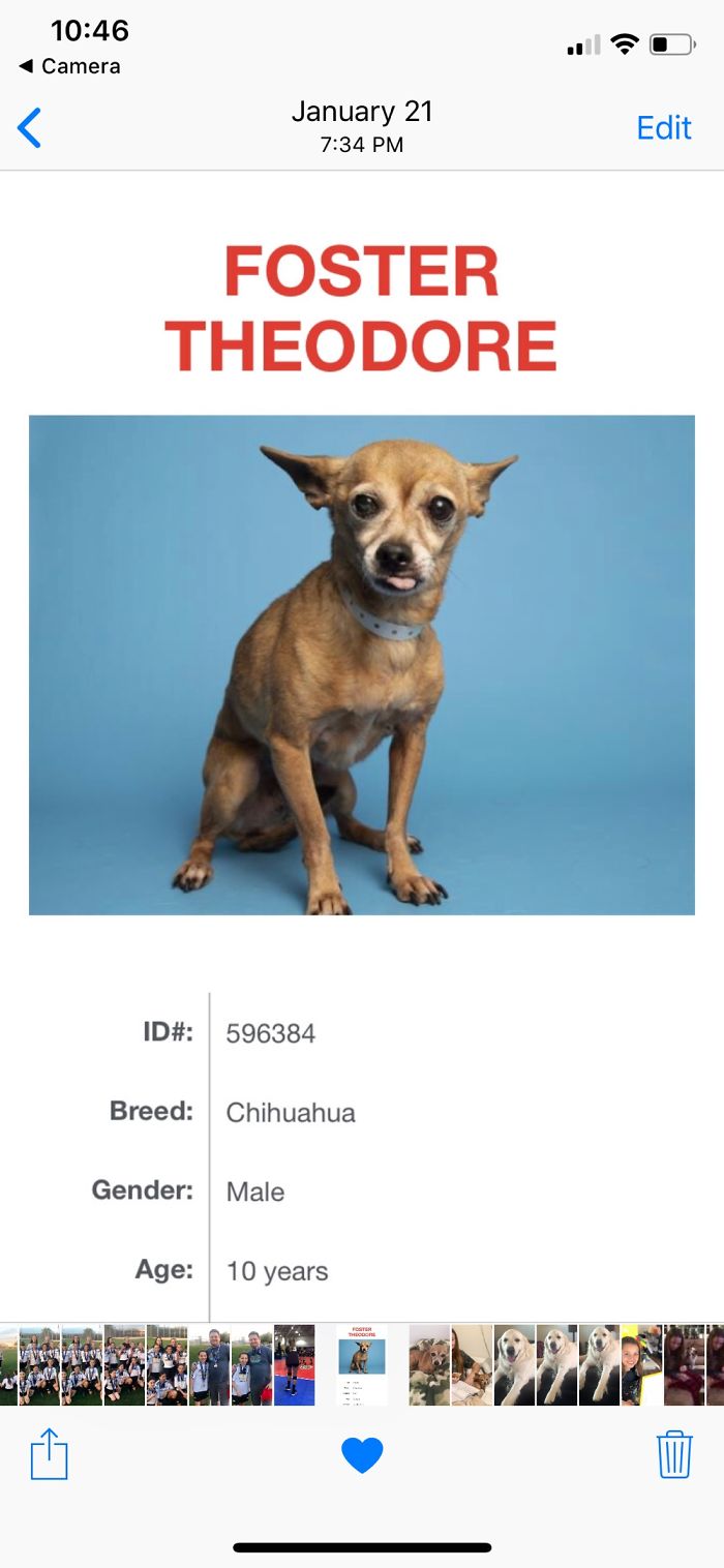 Hey Pandas, Share The Most Unflattering Pics Of Your Pets! Hey Pandas, Share The Most Unflattering Pics Of Your Pets!