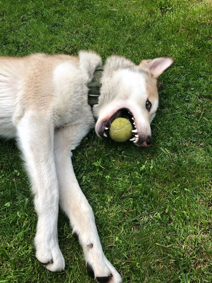 Hey Pandas, Share The Most Unflattering Pics Of Your Pets! Hey Pandas, Share The Most Unflattering Pics Of Your Pets!