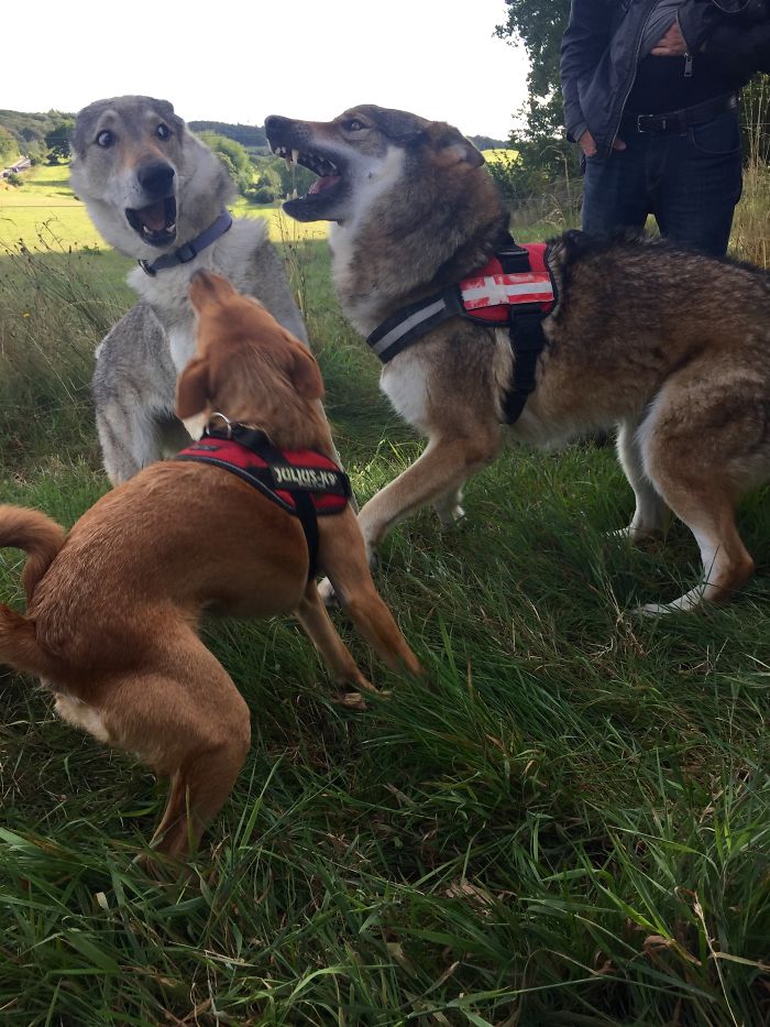 Hey Pandas, Share The Most Unflattering Pics Of Your Pets! Hey Pandas, Share The Most Unflattering Pics Of Your Pets!