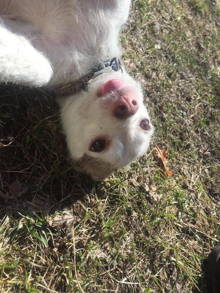 Hey Pandas, Share The Most Unflattering Pics Of Your Pets! Hey Pandas, Share The Most Unflattering Pics Of Your Pets!