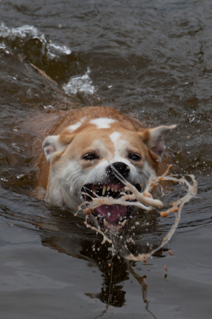 Hey Pandas, Share The Most Unflattering Pics Of Your Pets! Hey Pandas, Share The Most Unflattering Pics Of Your Pets!