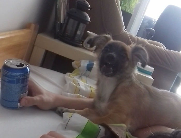 Hey Pandas, Share The Most Unflattering Pics Of Your Pets! Hey Pandas, Share The Most Unflattering Pics Of Your Pets!