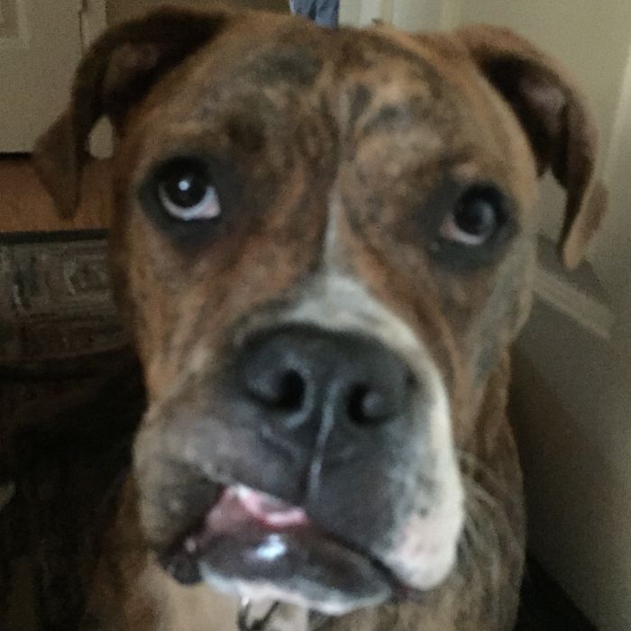 Hey Pandas, Share The Most Unflattering Pics Of Your Pets! Hey Pandas, Share The Most Unflattering Pics Of Your Pets!