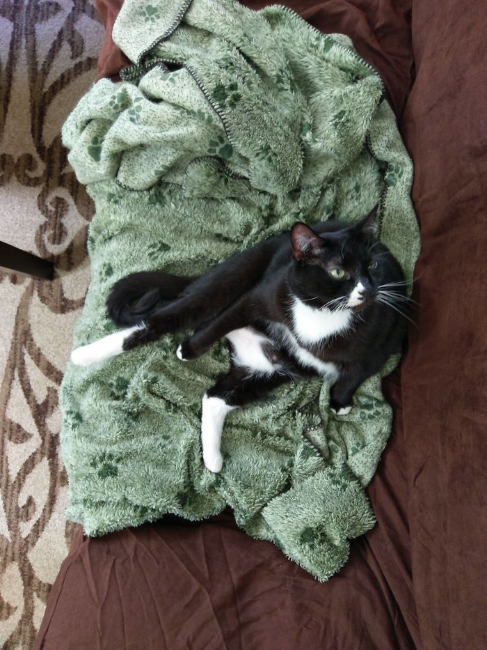 Hey Pandas, Share The Most Unflattering Pics Of Your Pets! Hey Pandas, Share The Most Unflattering Pics Of Your Pets!