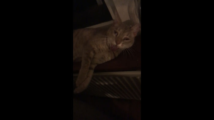 Hey Pandas, Share The Most Unflattering Pics Of Your Pets! Hey Pandas, Share The Most Unflattering Pics Of Your Pets!