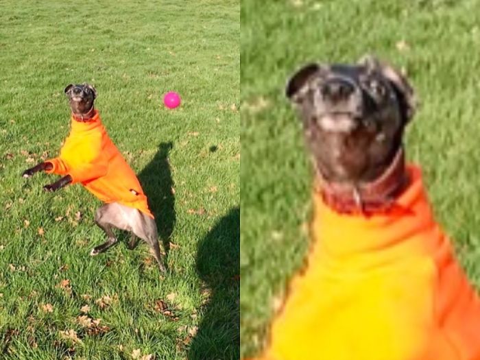 Hey Pandas, Share The Most Unflattering Pics Of Your Pets! Hey Pandas, Share The Most Unflattering Pics Of Your Pets!