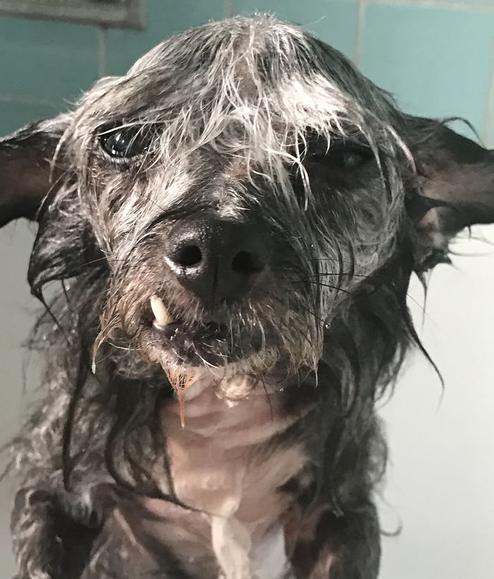 Hey Pandas, Share The Most Unflattering Pics Of Your Pets! Hey Pandas, Share The Most Unflattering Pics Of Your Pets!